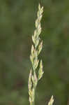 Tall fescue